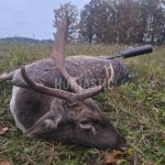 Lov daňků na Šumavě