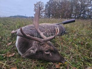 Lov daňka na Šumavě 2026 0