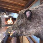 Lov v Chorvatsku kňouři