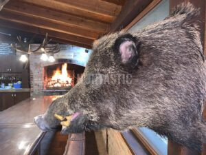 Lov kňoura v Chorvatsku 2026/2027 1