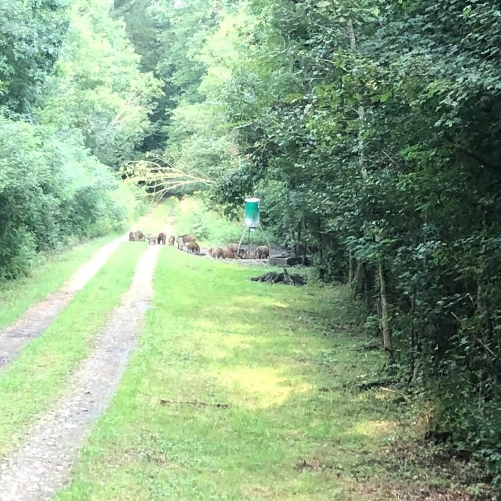 Lovecká oblast Novska v Chorvatsku ✅ Lov kňoura v Chorvatsku ✅