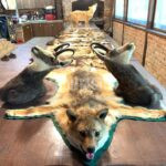 Lov v Chorvatsku kňouři