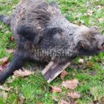 Lov v Chorvatsku kňouři