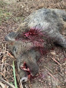 Lov kňoura v Chorvatsku 2026/2027 2