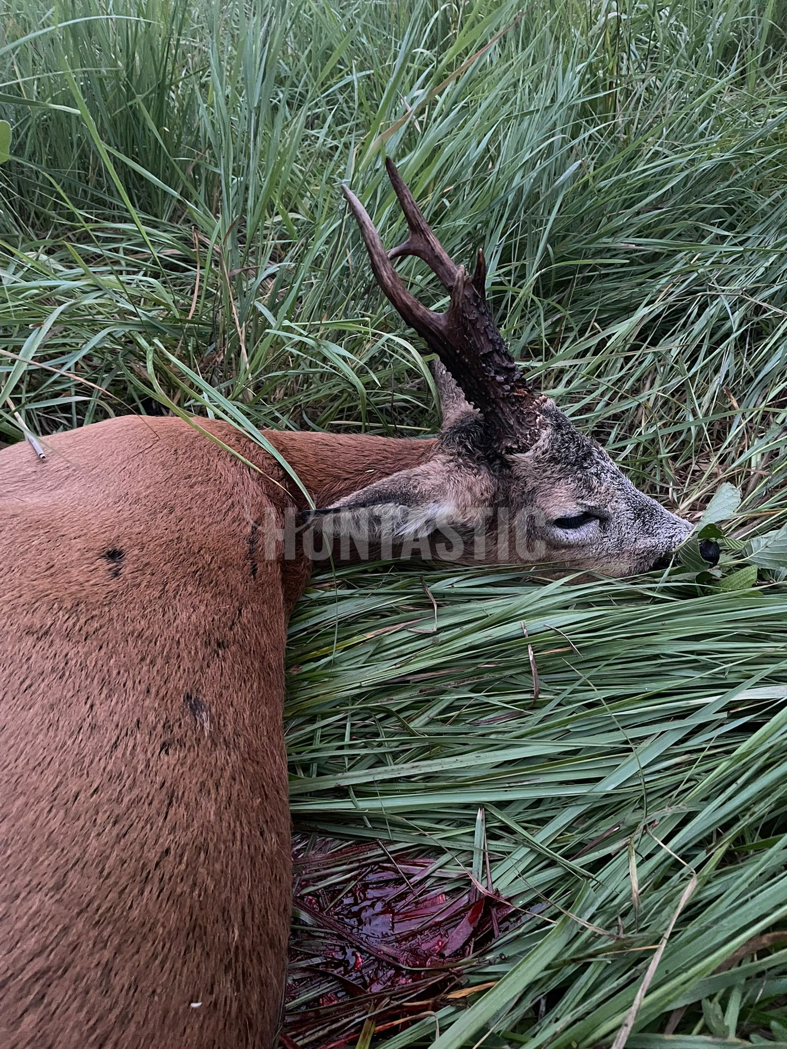 Lov srnců v Krušných horách 2026