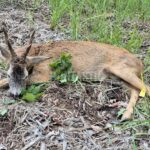 Lov srnců v Krušných horách (2)