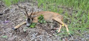 Lov srnců v Krušných horách 2026 1