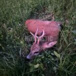 Lov srnců v Krušných horách (3)