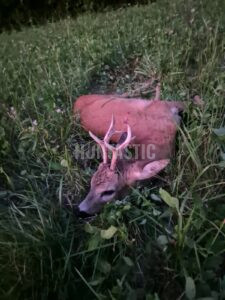 Lov srnců v Krušných horách 2026 2