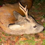 Lov srnců v Krušných horách (4)