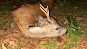 Lov srnců v Krušných horách 2026 0