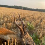 Lov srnců v Železných horách (1)