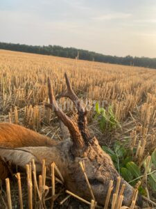 Lov srnce v Železných horách 2026 0