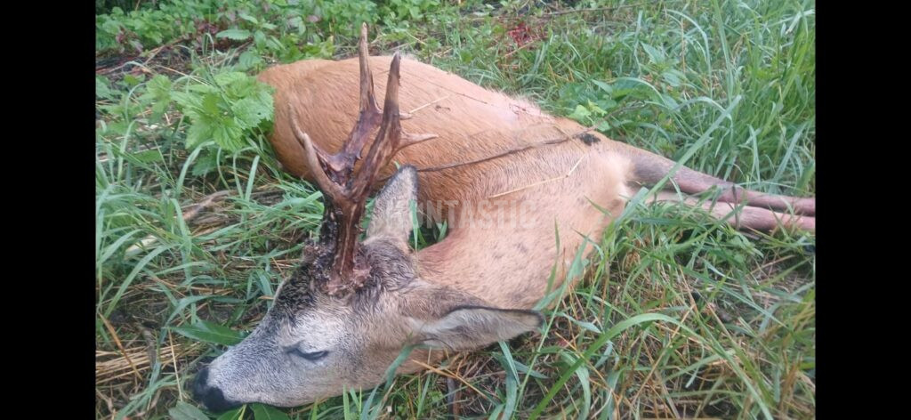 Lov srnce v Železných horách 2026