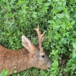 Lov srnců v Železných horách (3)