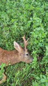 Lov srnce v Železných horách 2026 2