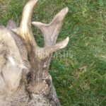 Lov srnců v Železných horách (4)