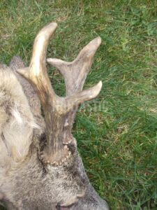 Lov srnce v Železných horách 2026 1